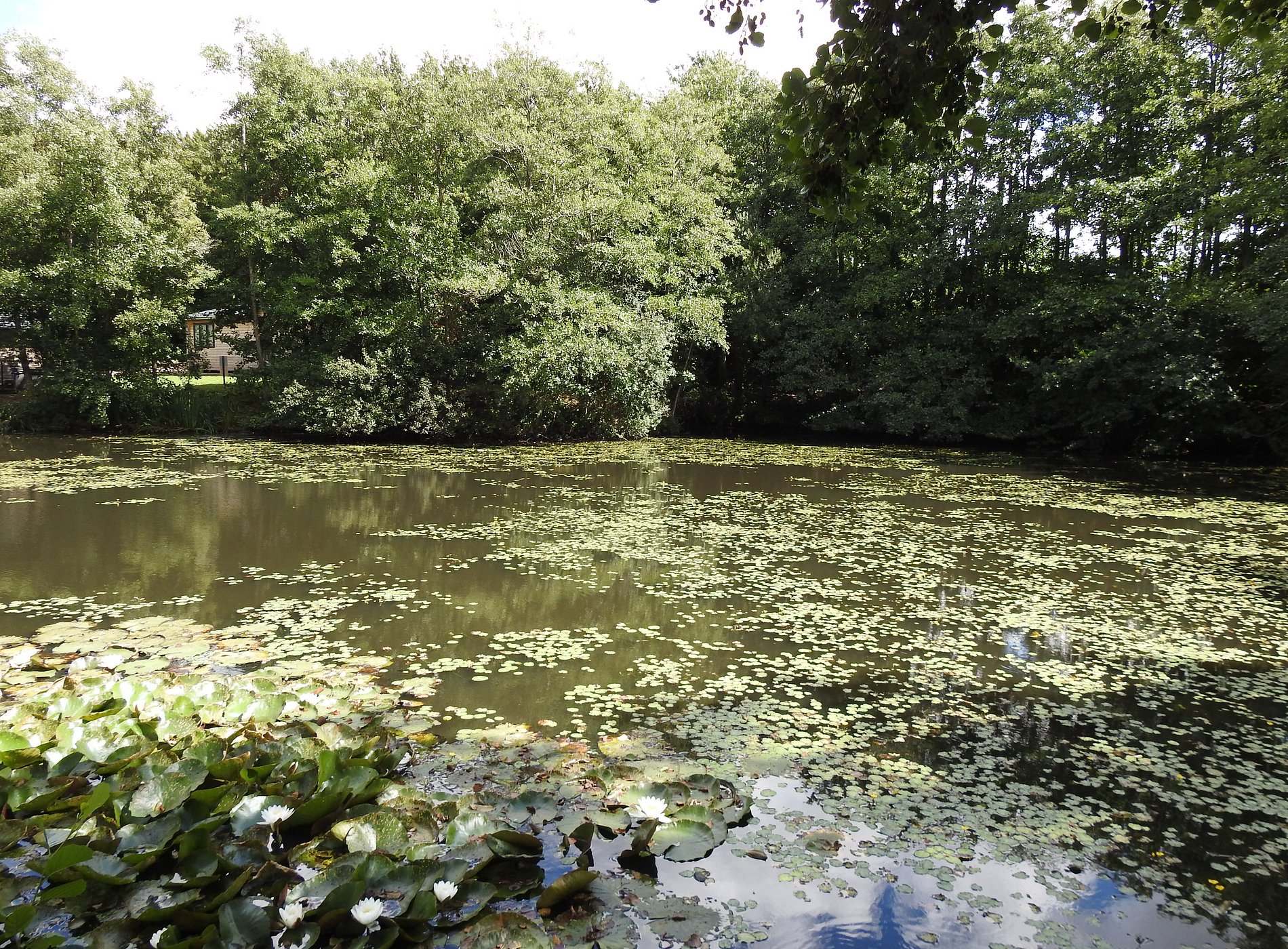 Warren Wood Country Park 2