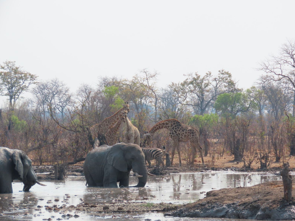 Hideaways Camp Kuzuma, Chobe 5