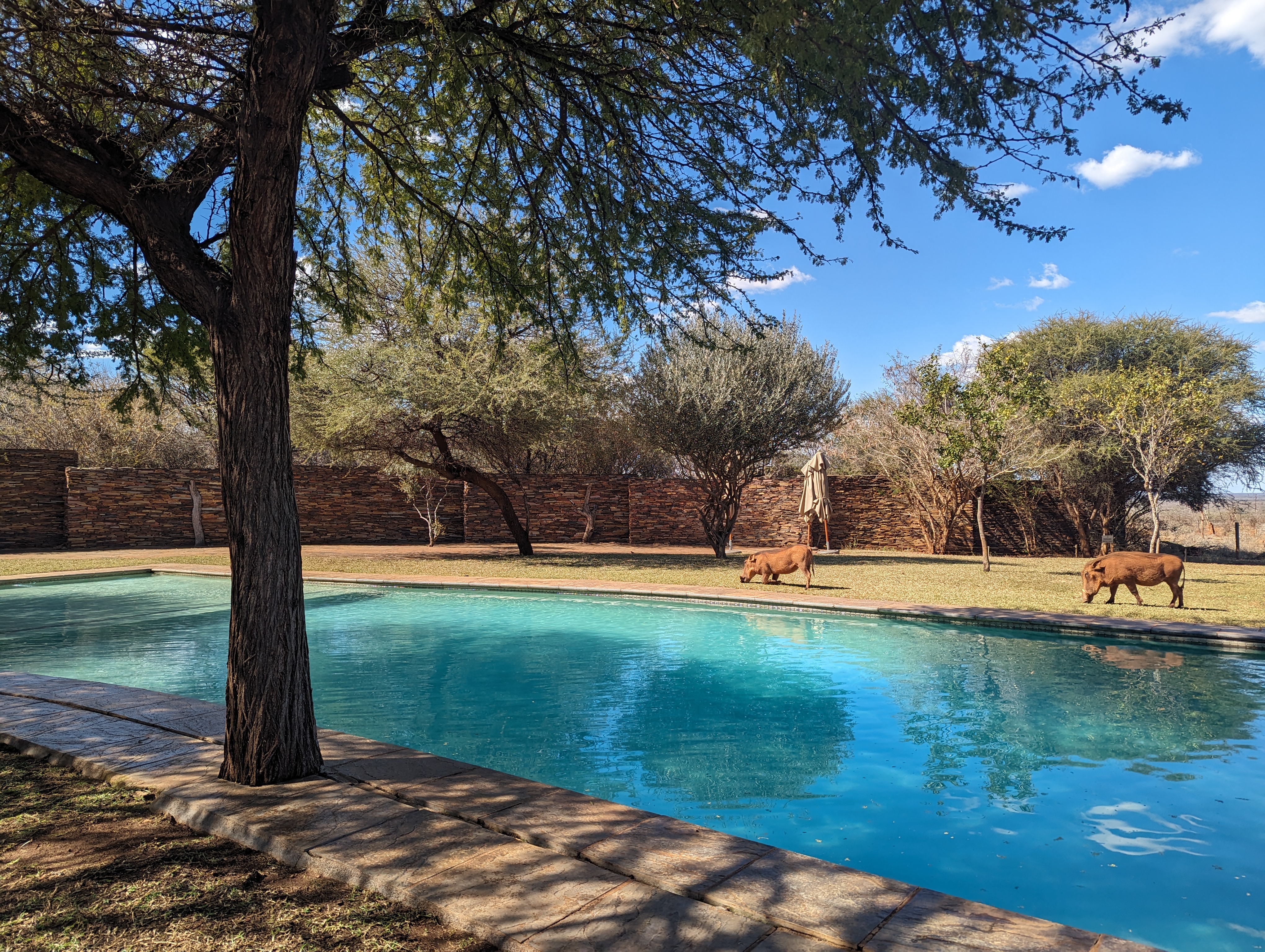 Madikwe Safari Lodge 13