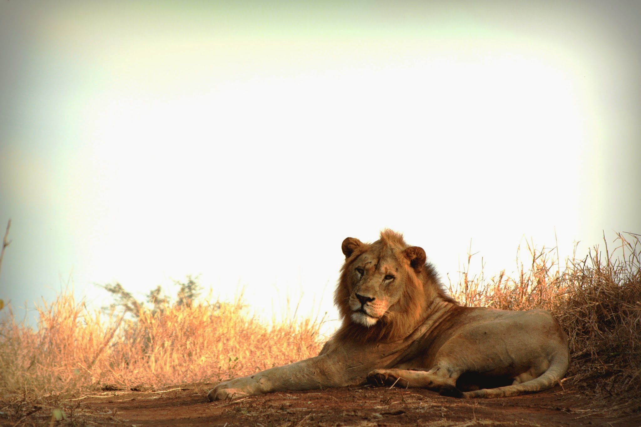 Monwana Game Lodge 5
