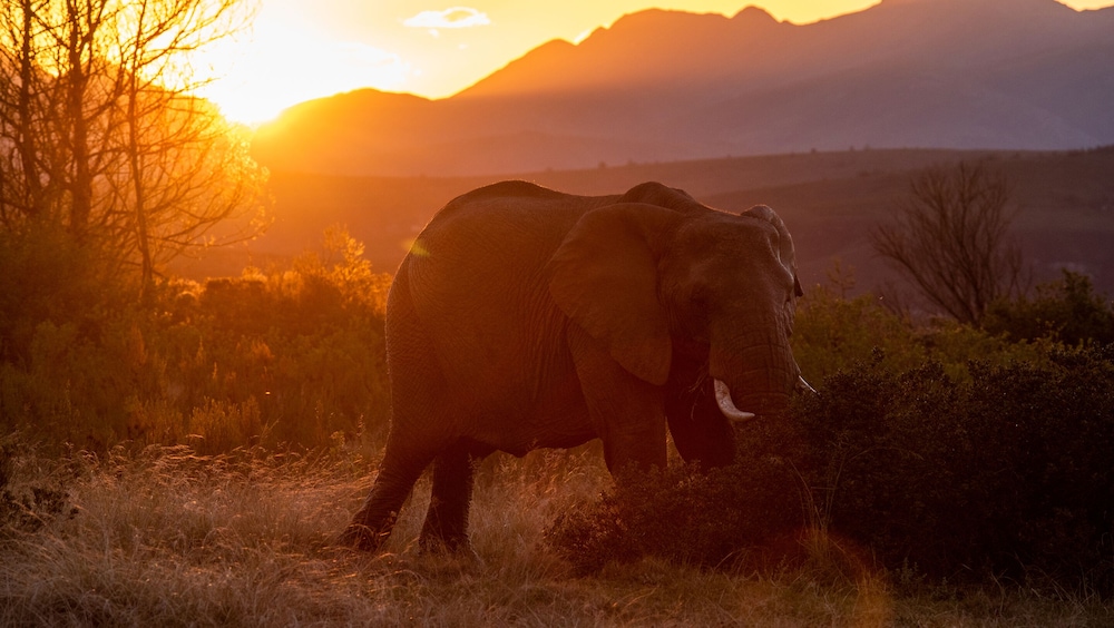 Gondwana Private Game Reserve 16