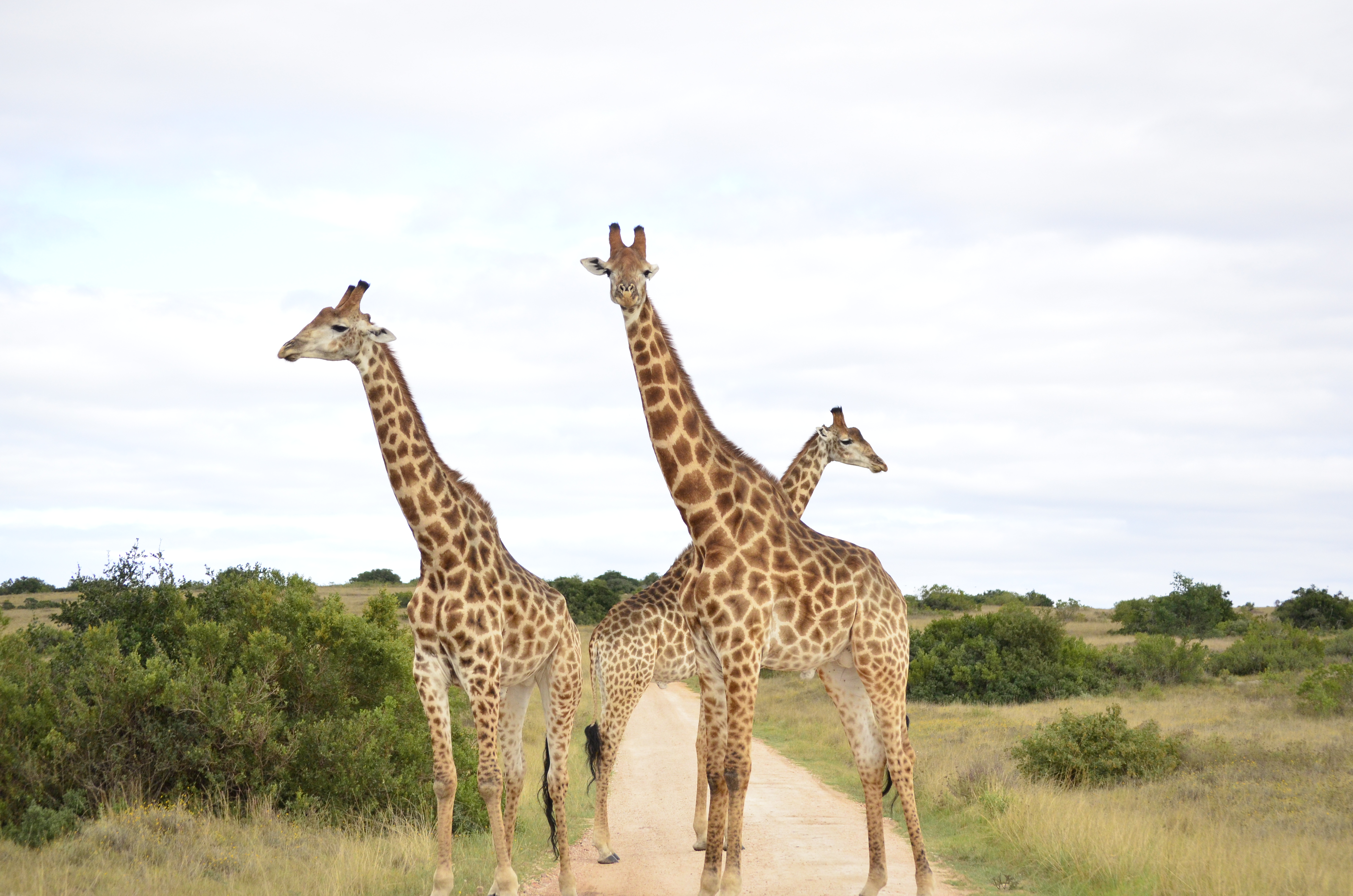Kichaka Luxury Game Lodge - Lalibela Game Reserve 7