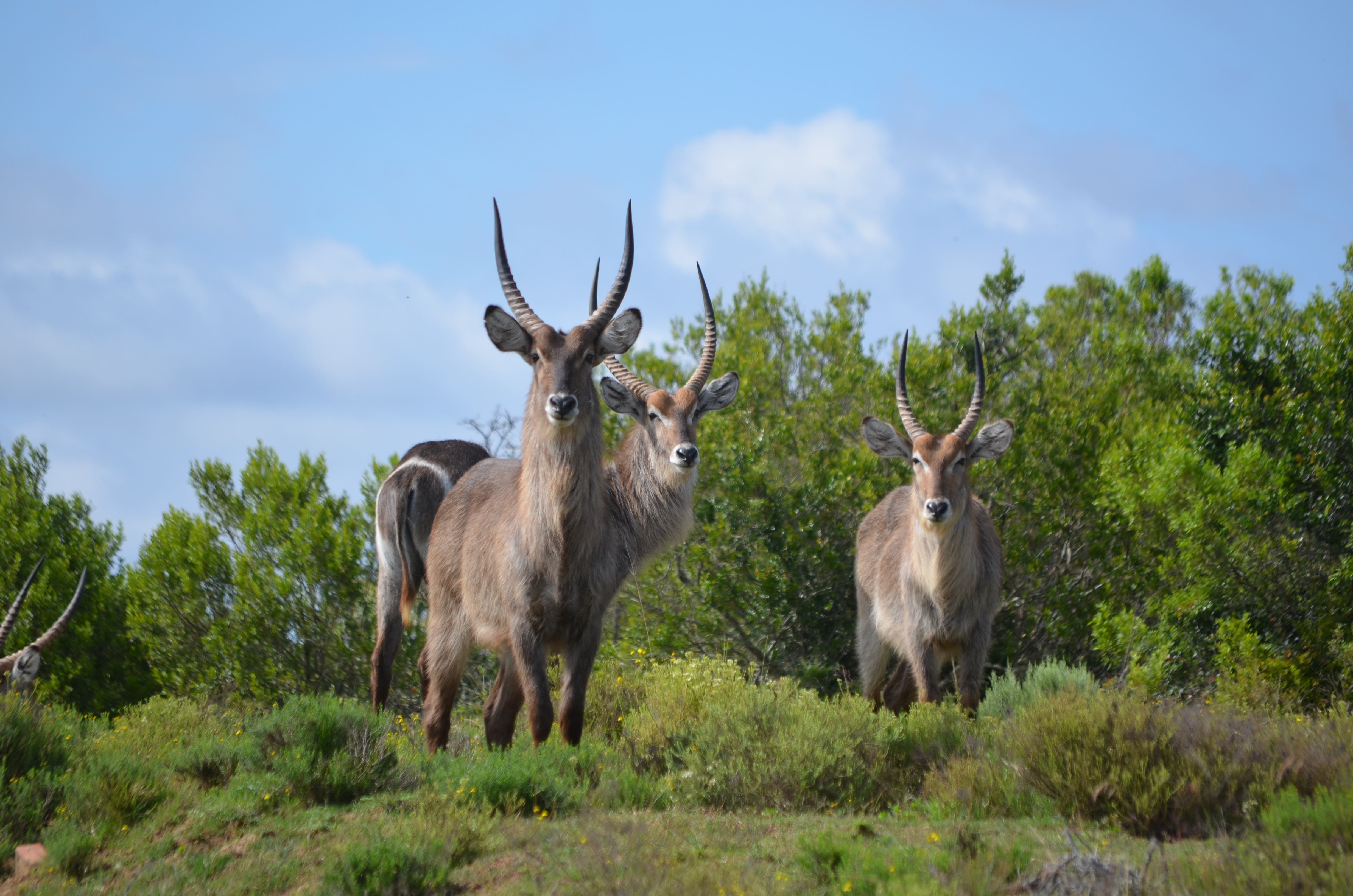 Kichaka Luxury Game Lodge - Lalibela Game Reserve 9