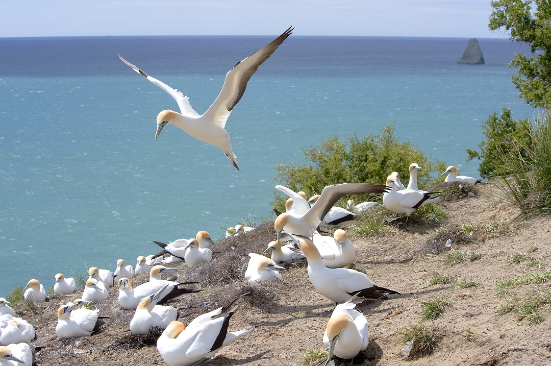 Rosewood Cape Kidnappers 9