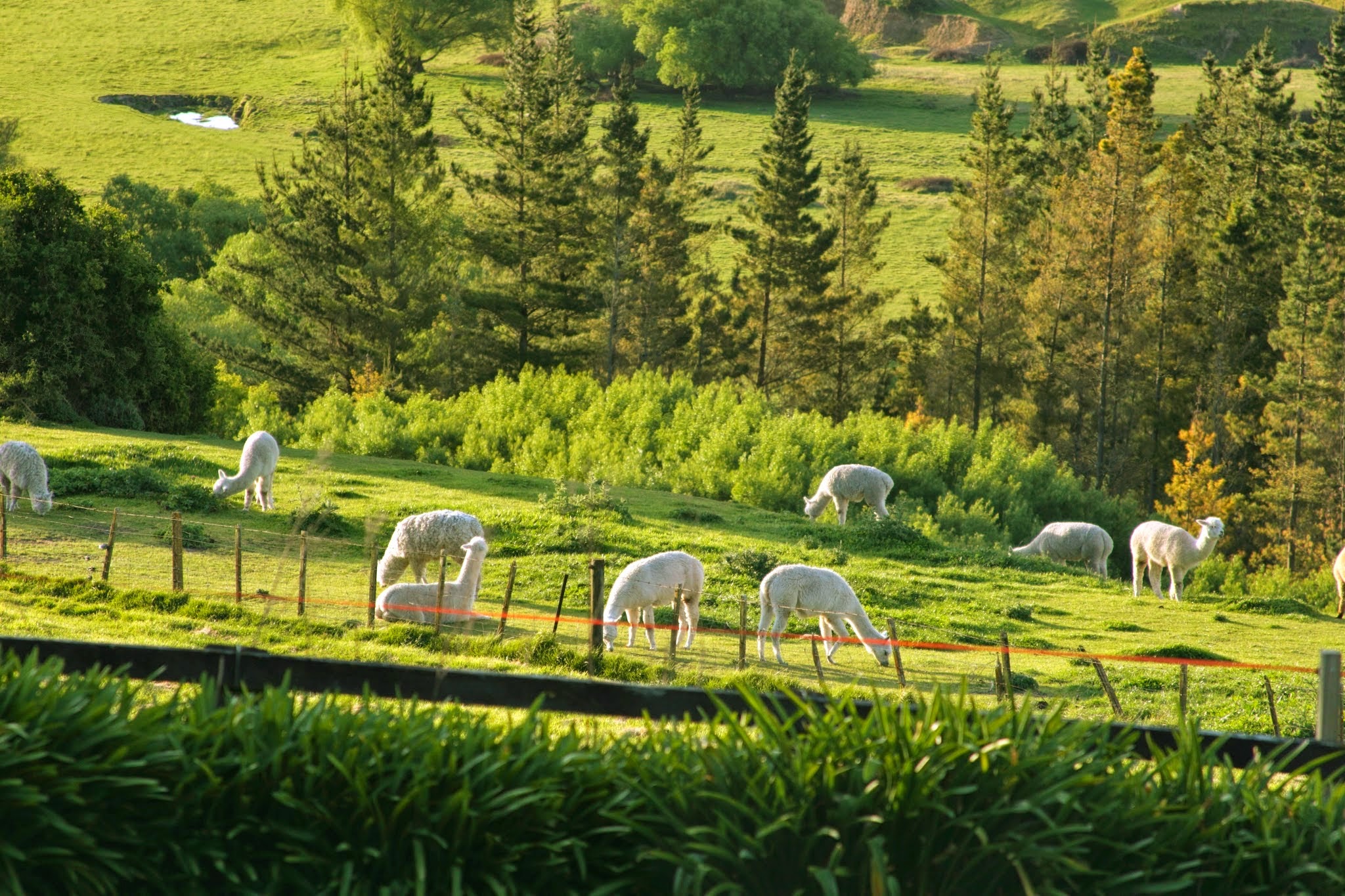 The Manse - Luxury Lodge - Hawkes Bay 7