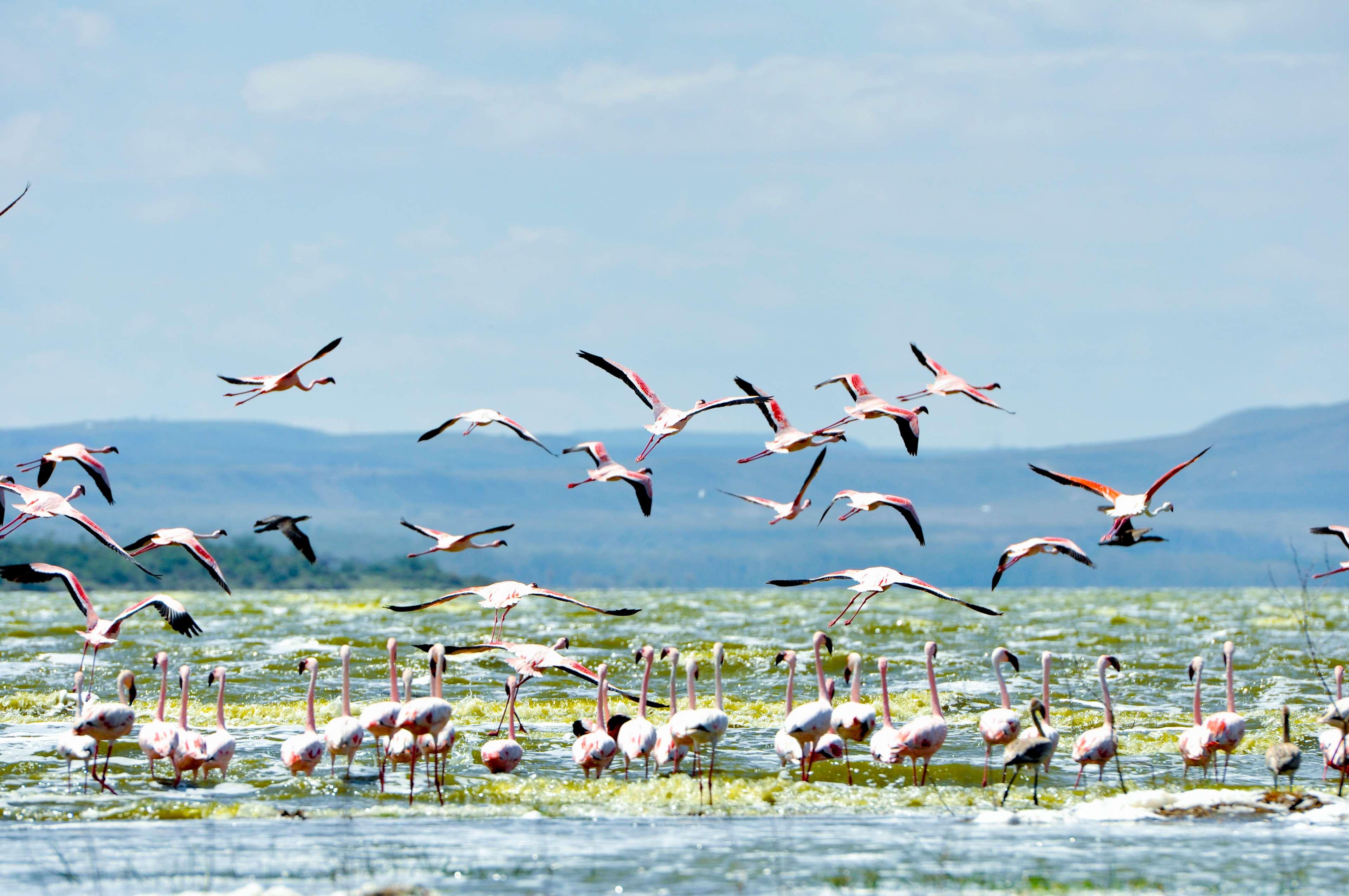 Lake Elmenteita Serena Camp 5
